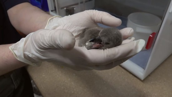 ふわふわのフンボルトペンギン誕生 殻から出てきたばかりの赤ちゃんをとらえた貴重な映像 ハトポ