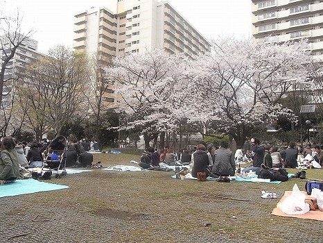 いつもとはまったく違う業界のお花見に参加させて頂きました 戸山公園 高田馬場 恵比寿 銀座大好き 新米フードアナリスト ハツのブログ