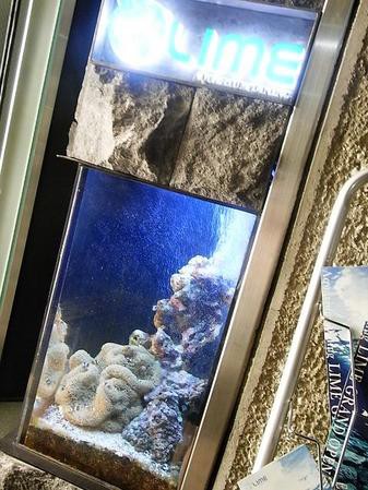 店内の巨大水槽に１万匹の熱帯魚が泳ぐアクアリウムレストランがオープン 麻布十番 ライム Lime 麻布十番 恵比寿 銀座大好き 新米フードアナリスト ハツのブログ