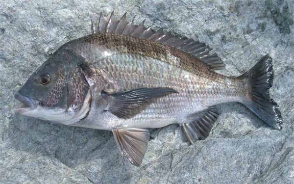 海野徹也 クロダイの生物学とチヌの釣魚学 成山堂10 なにも思いつかないの記