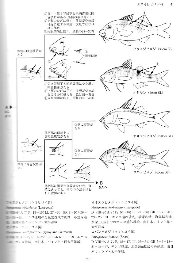中坊徹次編 日本産魚類検索 全種の同定 第三版 東海大学出版会13 なにも思いつかないの記