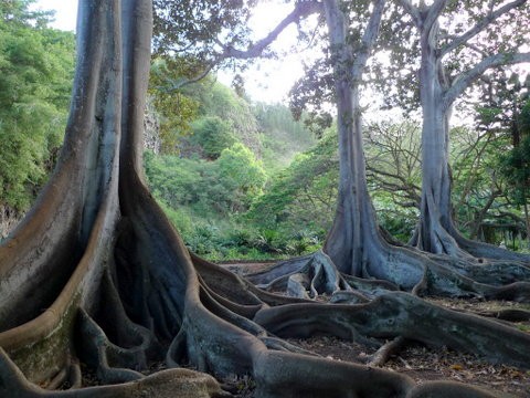 パイレーツオブカリビアン 生命の泉 のロケ地が気になったので Hawaii On My Mind カウアイ島に恋して