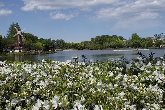 板橋区舟渡を歩く ツツジ咲く 浮間ヶ池 新 日々凡々 歩いて行こう