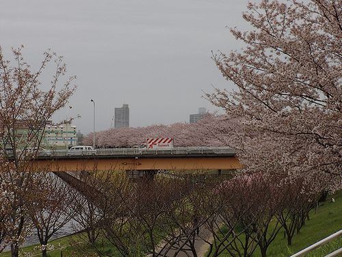 北区赤羽を歩く 荒川赤羽桜堤緑地 桜満開 新 日々凡々 歩いて行こう