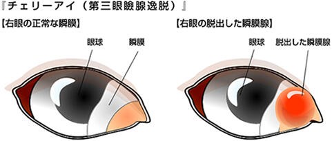 ウサコッツ 目の病気かも 瞬膜と涙 ウサコッツ飼育日記