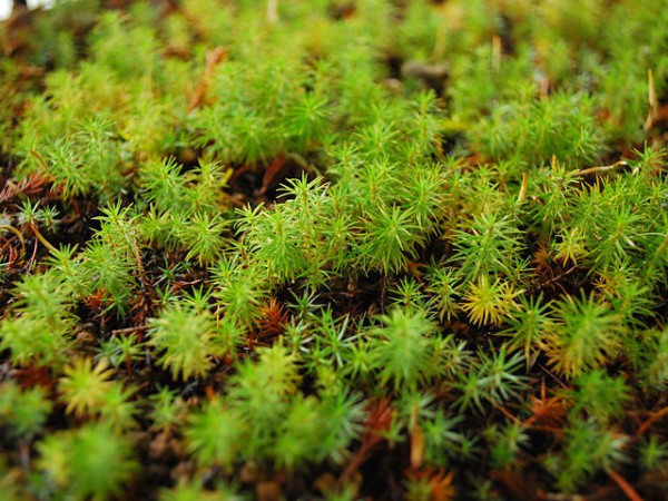 苔庭を目指して 杉苔は弱かった ウサコッツ飼育日記