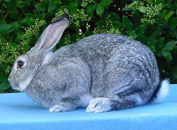 Arba公認品種 No 14 アメリカンチンチラ American Chinchilla ウサコッツ飼育日記