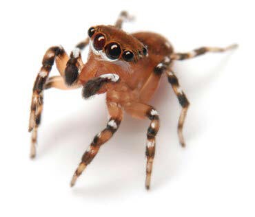 家の守り神の益虫たち ウサコッツ飼育日記