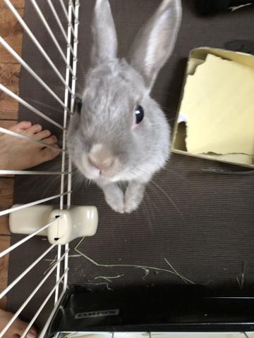 ウサコッツとのチキンレース 牧草食べない ウサコッツ飼育日記