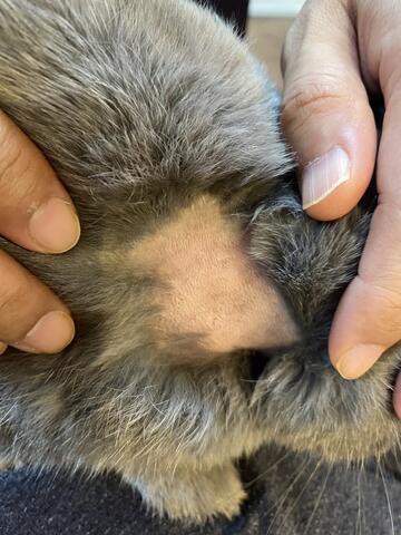 ウサコッツのハゲ 治らず 術後2か月たって ウサコッツ飼育日記