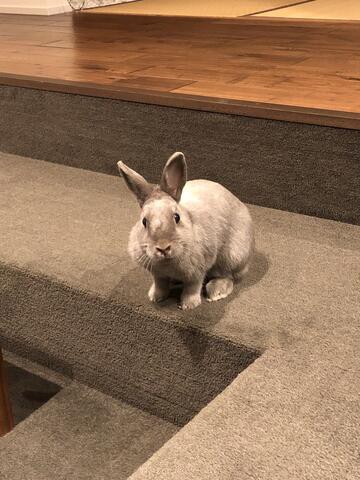 うさぎの首の腫瘍と 抗生物質の投与記録 ウサコッツ飼育日記