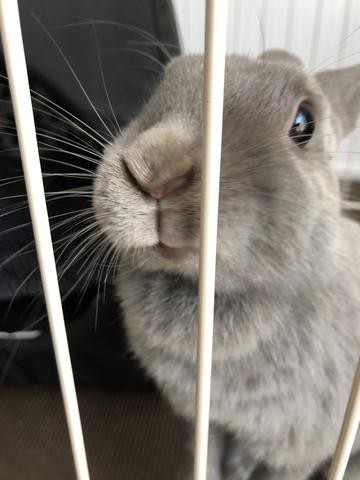 ウサギの毛を掃除するには コロコロ最高 ウサコッツ飼育日記 ウサギの毛を掃除するには コロコロ最高 ウサコッツ飼育日記
