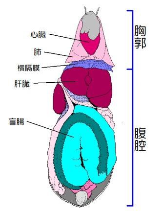 ウサギの呼吸と体温調整と運動について 資料より考察 ウサコッツ飼育日記