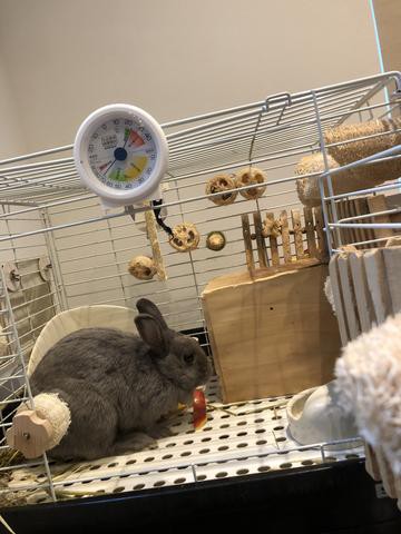 ウサコッツに マンゴーのおすそ分け ウサコッツ飼育日記