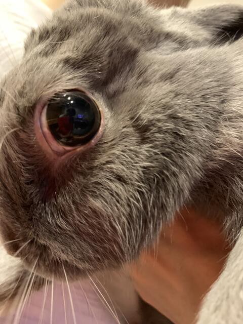 ウサコッツ 目の病気かも 瞬膜と涙 ウサコッツ飼育日記