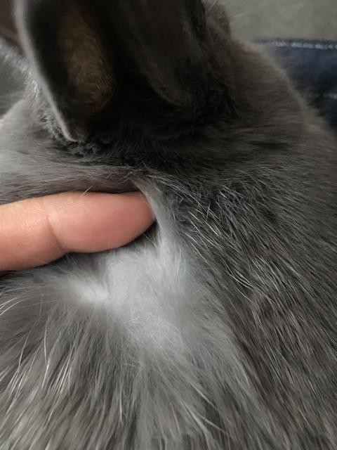 ウサコッツに毛が生えた ハゲからの脱却 ウサコッツ飼育日記