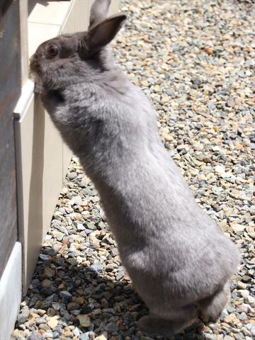 ウサギにとって 砂利は灼熱地獄 庭での放牧 ウサコッツ飼育日記