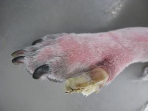 うさぎの爪切りと 指の構造 ネザーランドドワーフ 生後３ヶ月半 ウサコッツ飼育日記
