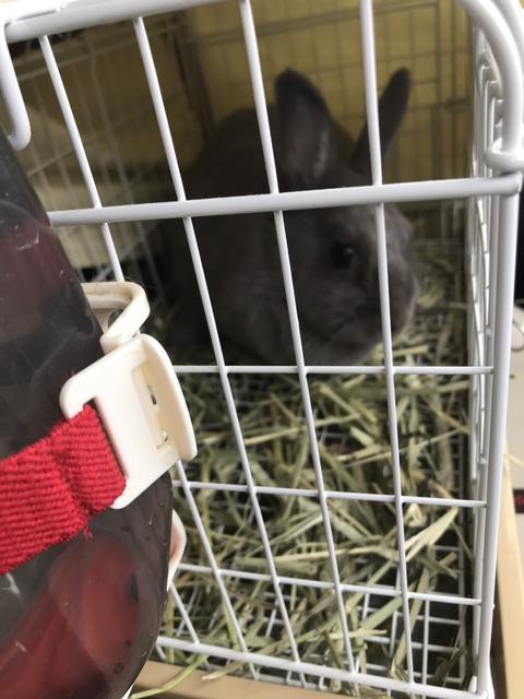 ウサコッツさん 術後の経過 うさぎの子宮全摘出後 ウサコッツ飼育日記