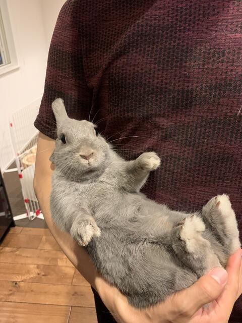 横抱きウサコッツ ウサコッツ飼育日記
