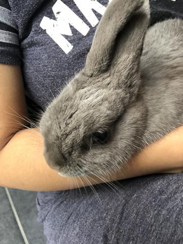 抜け毛が多くなってきたウサコッツ そろそろ換毛期 ウサコッツ飼育日記