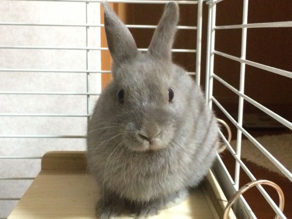 なんか太った ネザーランドドワーフの成長期 ウサコッツ飼育日記