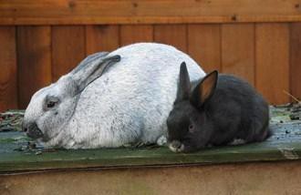 シャンパンウサギ ペアでかわいいうさぎのお酒「Flower Rabbits Decanter