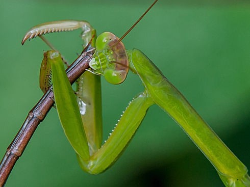 トンボを補食するカマキリ へなちょこ写真ブログ