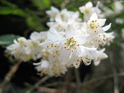 卯月の卯の花 今日 京 のおばんざい なぁに