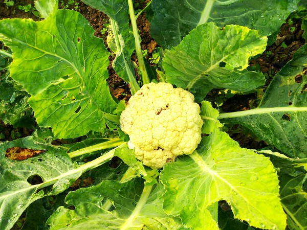 キャベツとカリフラワー 自然遊民