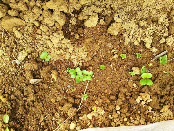 大根の芽とビーツの芽 自然遊民