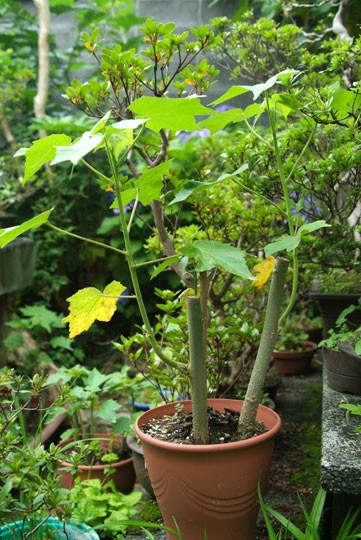 酔芙蓉は今 へんぽらいの祭り談義