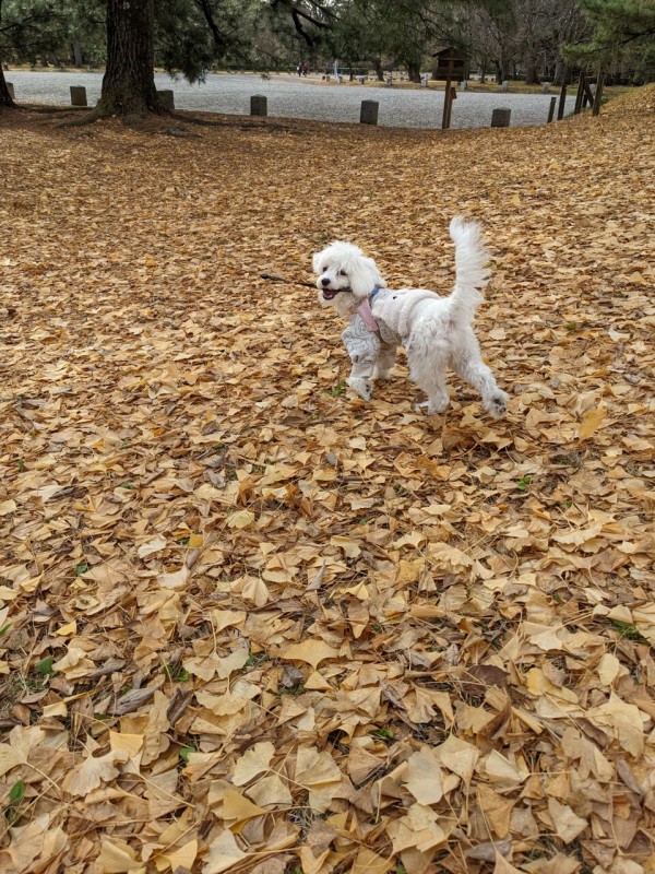 御所 京都御苑に犬と散歩に行ってきた 京都目線 Fwf彡 御所 京都御苑に犬と散歩に行ってきた 京都目線 Fwf彡