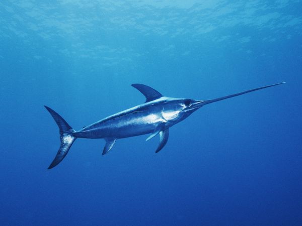 世界のカジキ 何種わかるかな 東京湾刀計画