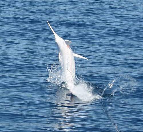 新種発見 シロカジキ マグロぢゃないのよ梶木わ 東京湾刀計画