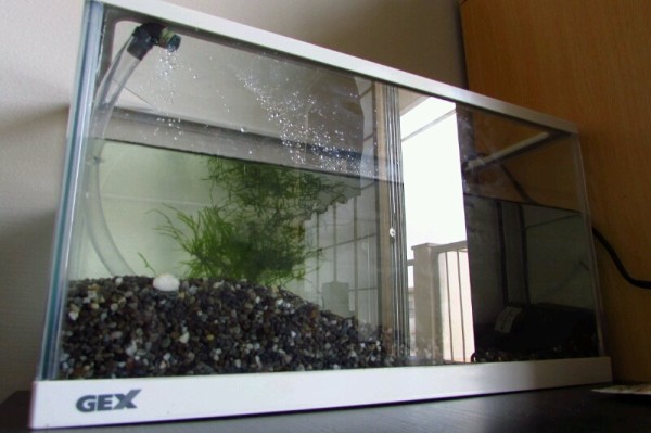 イモリウム】水槽立ち上げへの道③ : 一生春か秋でいい。