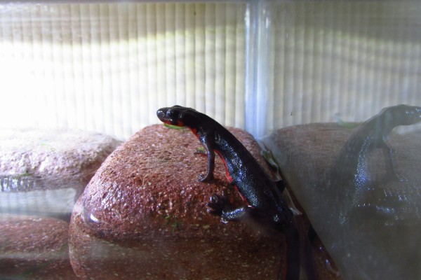 イモリウム お迎え入れ イモリウムに新たな仲間が加わった 一生春か秋でいい イモリウム お迎え入れ イモリウムに新たな仲間が加わった 一生春か秋でいい