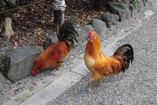 熱田神宮の 神鶏 です Gaia