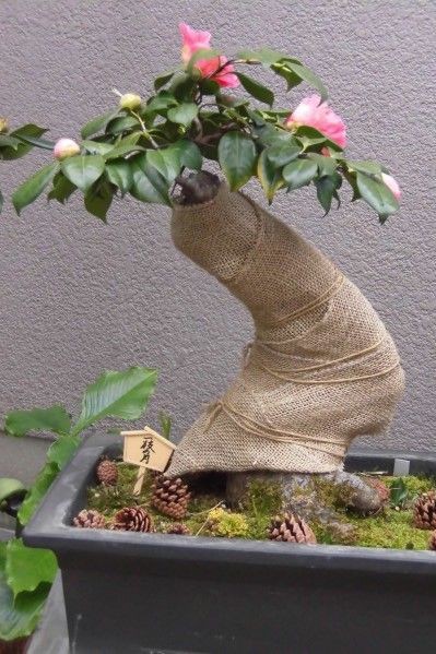 肥後椿、王冠、盆栽11 オンライン セール