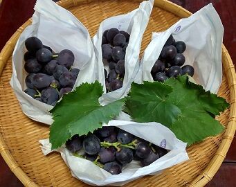 巨峰 オオカミ犬 日々の書付