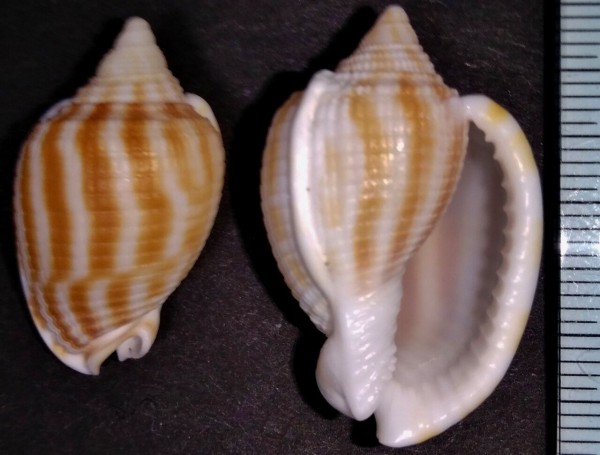 トウカムリ科 : 玄界灘、響灘の打ち上げ貝保管庫