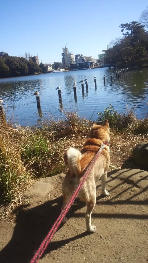 ウメの散歩 日々コウジ中