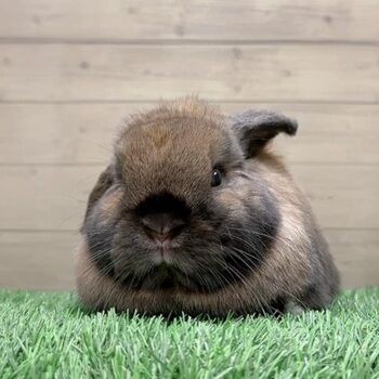 うさちゃんだけど、うさぎっぽくない : うさぎブログ うさぎのしっぽ