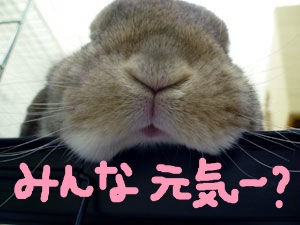 まんまるお月さまに☆ : うさぎブログ うさぎのしっぽ公式ブログ