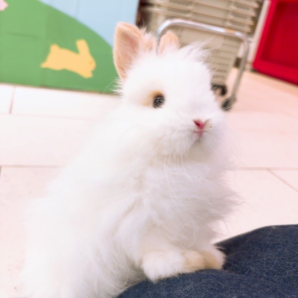 ふわふわわたあめちゃん♡ : うさぎブログ うさぎのしっぽ公式 ふわふわわたあめちゃん♡ : うさぎブログ うさぎのしっぽ公式
