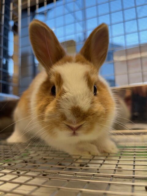 柴又店自慢の美うさぎ姉妹 : うさぎブログ うさぎのしっぽ公式ブログ