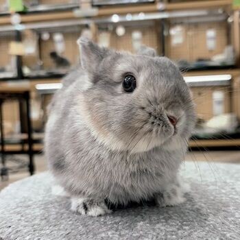 うさぎページ 前面ワイヤーなし!?クリアに見えるうさぎケージが新登場！