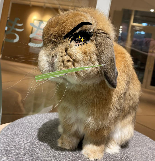 丸顔貴公子オススメ！牧草界のジェントルマン！ : うさぎブログ うさぎ