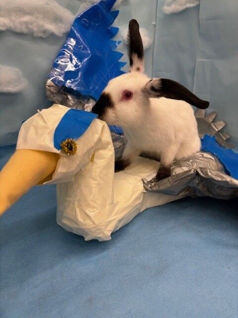 レイクタウン店のヒマちゃんとレッキスちゃん : うさぎブログ うさぎの