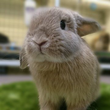 吉祥寺店おかわいいうさちゃんたち : うさぎブログ うさぎのしっぽ公式